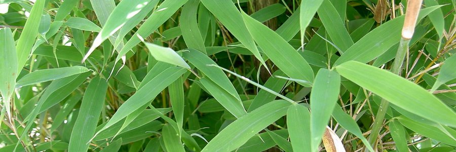 Bambus ohne Rhizomsperre